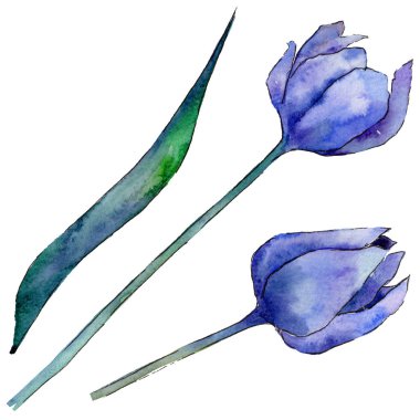 Kır çiçeği Lale çiçek izole bir suluboya tarzında.