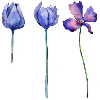 Kır çiçeği Lale çiçek izole bir suluboya tarzında.