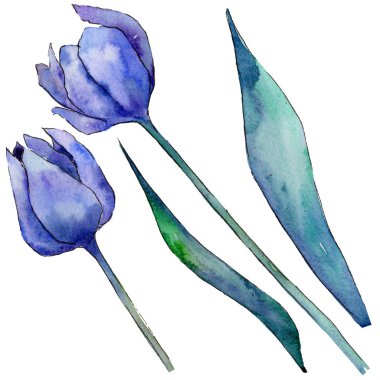 Kır çiçeği Lale çiçek izole bir suluboya tarzında.