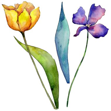 Kır çiçeği Lale çiçek izole bir suluboya tarzında.