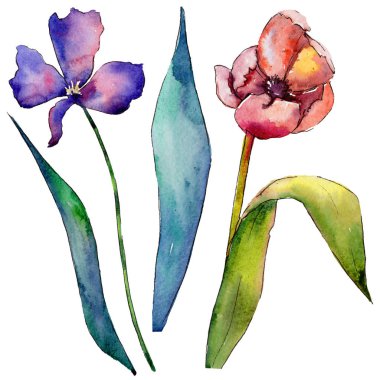 Kır çiçeği Lale çiçek izole bir suluboya tarzında.