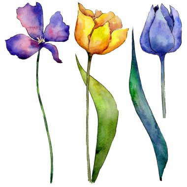 Kır çiçeği Lale çiçek izole bir suluboya tarzında.
