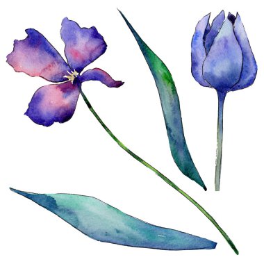 Kır çiçeği Lale çiçek izole bir suluboya tarzında.