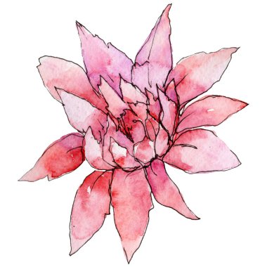 Kır çiçeği aster çiçek izole bir suluboya tarzında.