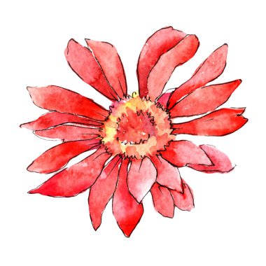 Kır çiçeği gerbera çiçek izole bir suluboya tarzında.