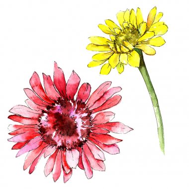 Kır çiçeği gerbera çiçek izole bir suluboya tarzında.