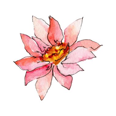 Kır çiçeği aster çiçek izole bir suluboya tarzında.