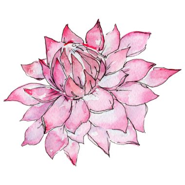 Kır çiçeği aster çiçek izole bir suluboya tarzında.