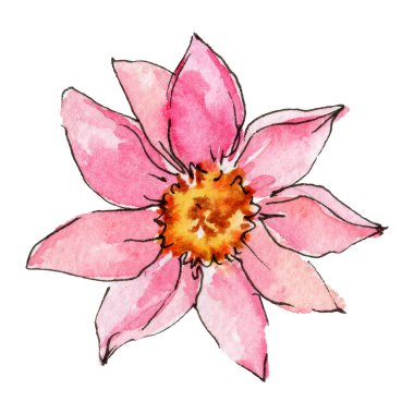 Kır çiçeği aster çiçek izole bir suluboya tarzında.