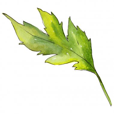 Kır çiçeği aster çiçek izole bir suluboya tarzında.