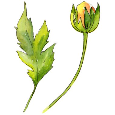 Kır çiçeği aster çiçek izole bir suluboya tarzında.