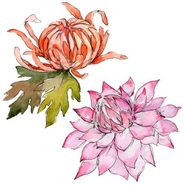 Kır çiçeği aster çiçek izole bir suluboya tarzında.