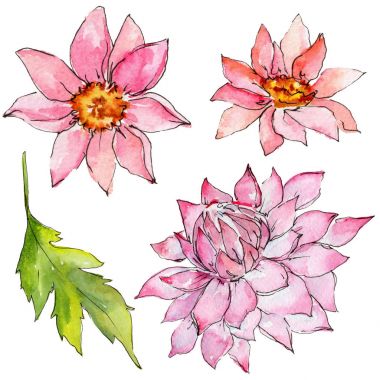 Kır çiçeği aster çiçek izole bir suluboya tarzında.