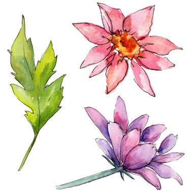 Kır çiçeği aster çiçek izole bir suluboya tarzında.