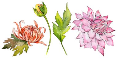 Kır çiçeği aster çiçek izole bir suluboya tarzında.