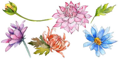 Kır çiçeği aster çiçek izole bir suluboya tarzında.