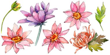 Kır çiçeği aster çiçek izole bir suluboya tarzında.