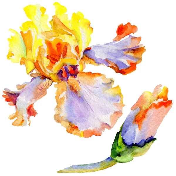 Wildflower iris flower in a watercolor style isolated. — Stock Photo, Image