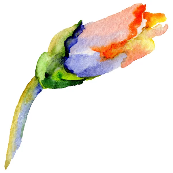 Το λουλούδι Ίρις αγριολούλουδα σε στυλ υδροχρώματος απομονωμένες. — Φωτογραφία Αρχείου
