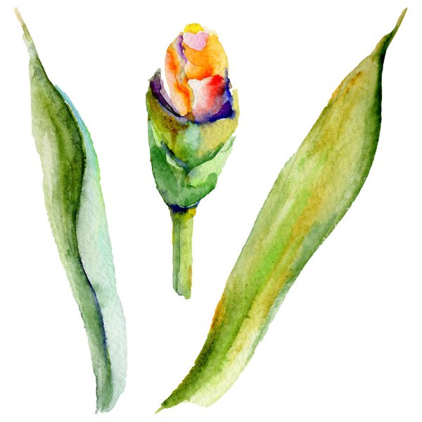 Wildflower iris flower in a watercolor style isolated.