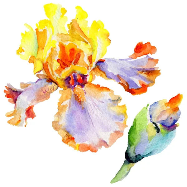 Fleurs sauvages iris fleur dans un style aquarelle isolé . — Photo