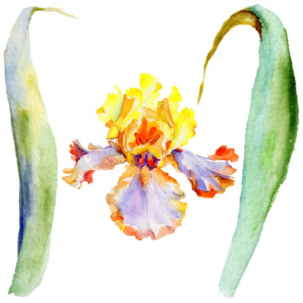 分離された水彩画のワイルドフラワー アイリスの花. — ストック写真