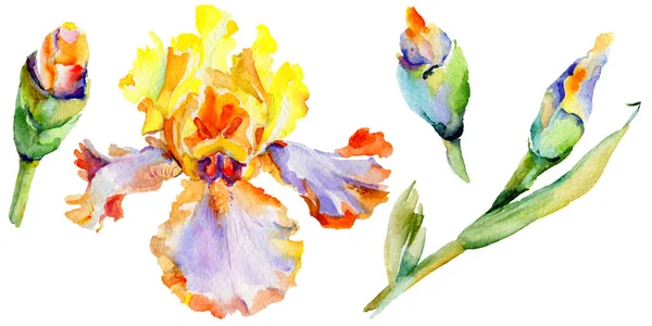 Fleurs sauvages iris fleur dans un style aquarelle isolé . — Photo