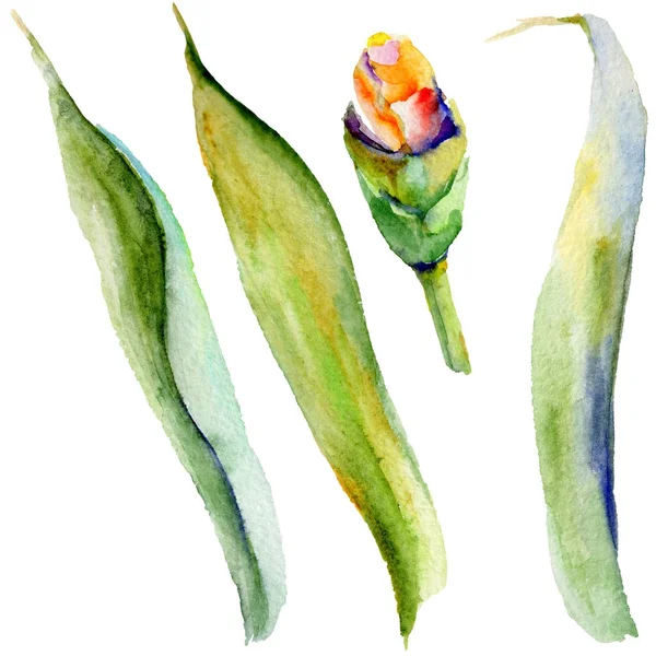 Wildflower iris bloem in een aquarel stijl geïsoleerd. — Stockfoto