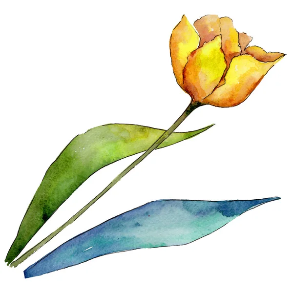 Wildflower tulip kwiat w stylu przypominającym akwarele na białym tle. — Zdjęcie stockowe