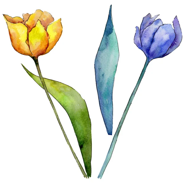 Flor de tulipán silvestre en un estilo de acuarela aislado . —  Fotos de Stock