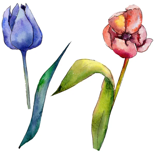 Wildflower tulip blomma i akvarell stil isolerade. — Stockfoto