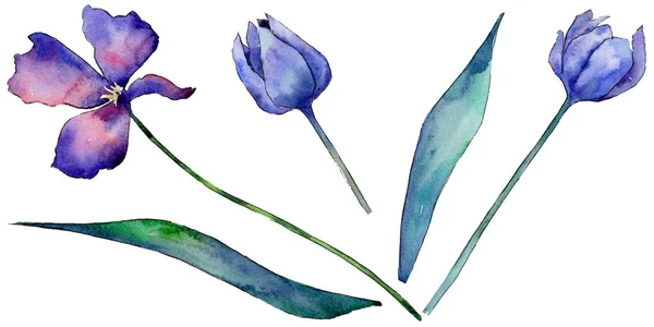 分離された水彩画のワイルドフラワー チューリップの花. — ストック写真