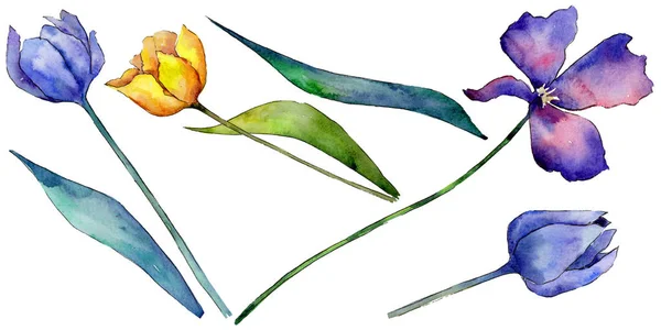 Flor de tulipa de flores silvestres em um estilo aquarela isolado . — Fotografia de Stock