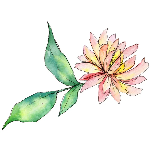 Wildflower aster blomma i akvarell stil isolerade. — Stockfoto