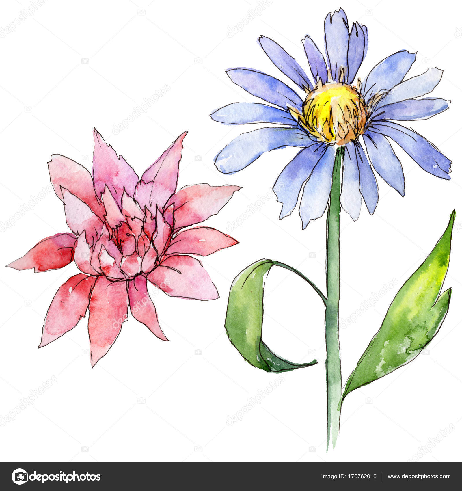 Wildflower Aster Flower In A Watercolor Style Isolated Stock Photo C Mystocks 170762010,Chicken Breast Calories