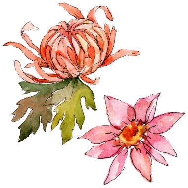 Kır çiçeği aster çiçek izole bir suluboya tarzında.