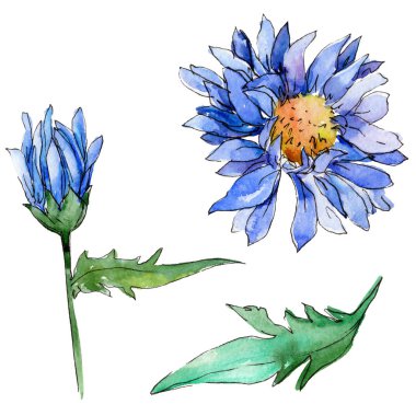Kır çiçeği chrysantemum çiçek izole bir suluboya tarzında.