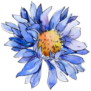 Kır çiçeği chrysantemum çiçek izole bir suluboya tarzında.