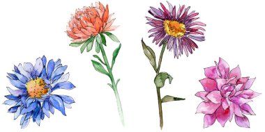 Kır çiçeği chrysantemum çiçek izole bir suluboya tarzında.