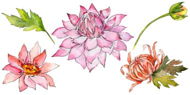 Kır çiçeği aster çiçek izole bir suluboya tarzında.