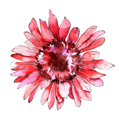 Kır çiçeği gerbera çiçek izole bir suluboya tarzında.