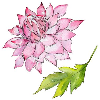 Kır çiçeği aster çiçek izole bir suluboya tarzında.