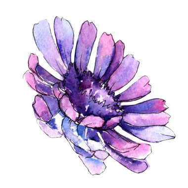 Kır çiçeği gerbera çiçek izole bir suluboya tarzında.