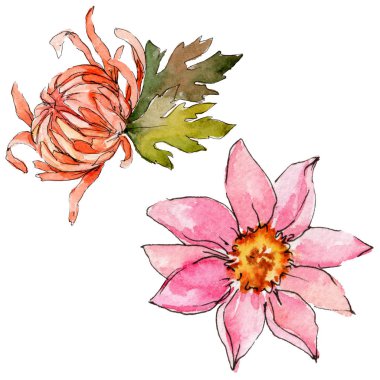 Kır çiçeği aster çiçek izole bir suluboya tarzında.