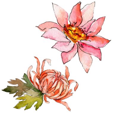 Kır çiçeği aster çiçek izole bir suluboya tarzında.