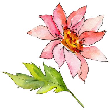 Kır çiçeği aster çiçek izole bir suluboya tarzında.