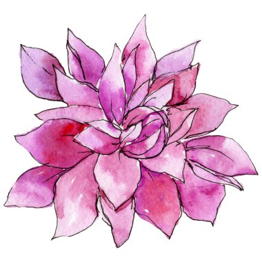 Kır çiçeği chrysantemum çiçek izole bir suluboya tarzında.