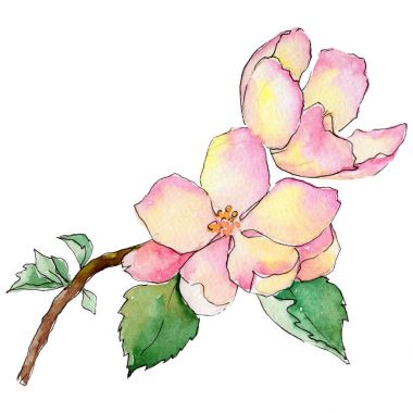 Kır çiçeği çiçek elma izole bir suluboya tarzında.