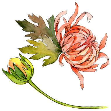 Kır çiçeği aster çiçek izole bir suluboya tarzında.