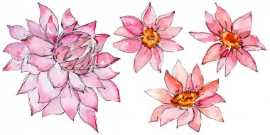 Kır çiçeği aster çiçek izole bir suluboya tarzında.